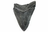 Bargain, Fossil Megalodon Tooth - South Carolina #275291-1